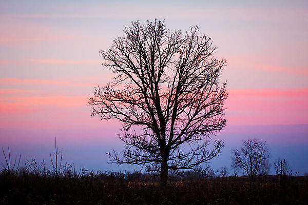 포토 JPG 해외이미지 나무 실루엣 오렌지 자연 하늘 풍경 사람없음 야외 빛 컬러풀 햇빛 태양 일몰 활발 황금 11월 설정 해외202004 해외포토 자연요소 식물 컬러 컨셉 과일 촬영기법 노을 날짜 생태계 파일형식 이미지허브