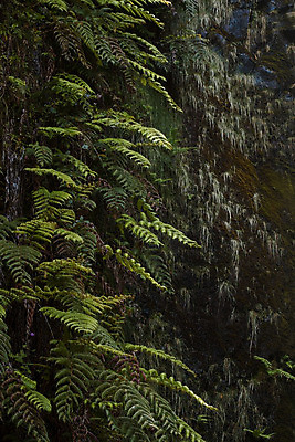 포토 JPG 해외이미지 주간 식물 유럽 섬 여행 자국 자연 산 건강 풍경 사람없음 야외 초록색 물 와인 트래킹 하이킹 젖음 숲 포르투갈 순수 묘사 내추럴 해외202004 해외포토 자연요소 나라 컬러 컨셉 레저 주류 생태계 파일형식 이미지허브