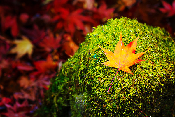포토 JPG 해외이미지 식물 선 단풍 잎 자연 이끼 사람없음 빨간색 노란색 평화 정원 가을 바위 질감 해외202004 해외포토 계절 컬러 컨셉 돌_바위 생태계 파일형식 이미지허브