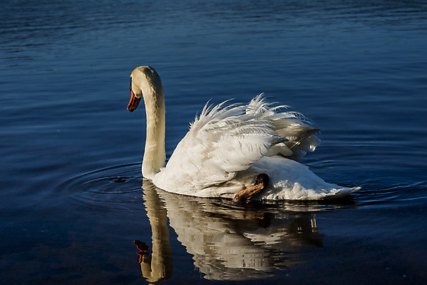 포토 JPG 해외이미지 동물 구름 커플 유럽 아시아 호수 야생동물 여행 자연 조류 하늘 아침 휴가 산 파노라마 사랑 동양인 풍경 사람없음 야외 물 여름 파란색 반사 평화 마을 환경 골짜기 일본 맑음 침묵 새벽 흰색 시골 도쿄 심볼 화산 백조 장면 5 동쪽 후지산 천연기념물 단아함 랜드마크 해외202004 해외포토 주간 자연요소 계절 감정 나라 컬러 컨셉 관계 날씨 촬영기법 인종 숫자 소리 세계문화유산 방향 생태계 파일형식 이미지허브