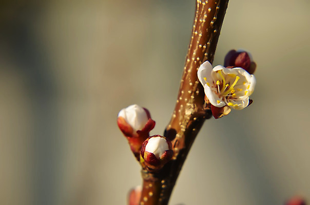 포토 JPG 해외이미지 식물 꽃잎 꽃 줄기 분홍색 잎 농업 자연 하늘 사람없음 파란색 빛 새싹 보라색 봄 벚꽃 흰색 나뭇가지 신선 개화 체리 발사 다발 묘사 보케 브런치 아로마 슛 부드러움 분무기 꽃수술 살구 해외202004 해외포토 나무 계절 산업 컬러 과일 식사 감각 생태계 파일형식 이미지허브