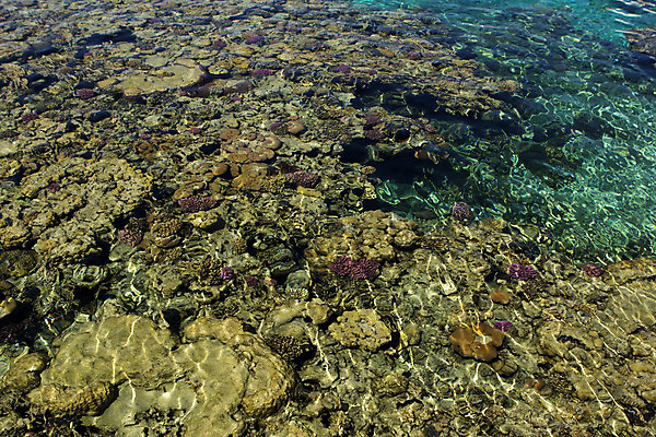 포토 JPG 해외이미지 식물 야생동물 바다 백그라운드 자연 휴가 파노라마 이집트 사람없음 물 파란색 컬러풀 환경 바닷속 수중 산호 아래 다이빙 장면 암초 내추럴 깊이 떠남 소금물 이국적 파라다이스 해외202004 해외포토 자연요소 동물 컬러 모션 아프리카 촬영기법 수영 자포동물 방향 생태계 위치 수중스포츠 파일형식 이미지허브