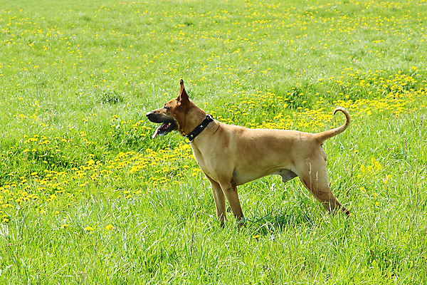 포토 JPG 해외이미지 식물 동물 응시 꽃 밭 자연 서기 경비 사람없음 빨간색 초록색 반려동물 노란색 시골 입 개화 개 민들레 꼬리 순찰 해외202004 해외포토 시선 컬러 농업 포유류 모션 안전 신체부위 보호 생태계 파일형식 이미지허브