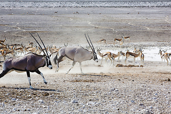 포토 JPG 해외이미지 동물 1 공원 야생동물 모래 여행 포유류 아프리카 자연 초식동물 건조 뿔 풍경 사람없음 야외 빨간색 환경 사막 게임 황무지 사파리 영양 남쪽 내추럴 가젤 나미비아 남아프리카 동물상 보츠와나 사바나 전국 초식 칼라하리 해외202004 해외포토 공공시설 나라 컬러 놀이 조형물 방향 생태계 파일형식 이미지허브
