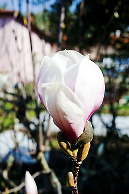 포토 JPG 해외이미지 식물 계절 꽃 꽃다발 잎 과일 전구 자연 발렌타인데이 선물 잔디 사람없음 초록색 컬러풀 정원 봄 벚꽃 흰색 나뭇가지 냄비 그늘 수분 시원함 냄새 해외202004 해외포토 나무 컬러 데이이벤트 솥 생태계 파일형식 이미지허브