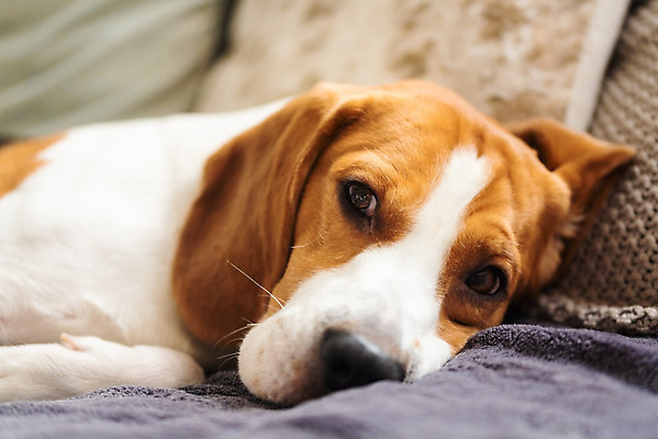 포토 JPG 해외이미지 동물 자연 휴식 실내 따뜻함 사람없음 내부 반려동물 소파 갈색 잠 휴게실 유머 개 사냥개 비글 주둥이 안락 해외202004 해외포토 감정 컬러 컨셉 의자 포유류 생태계 파일형식 이미지허브