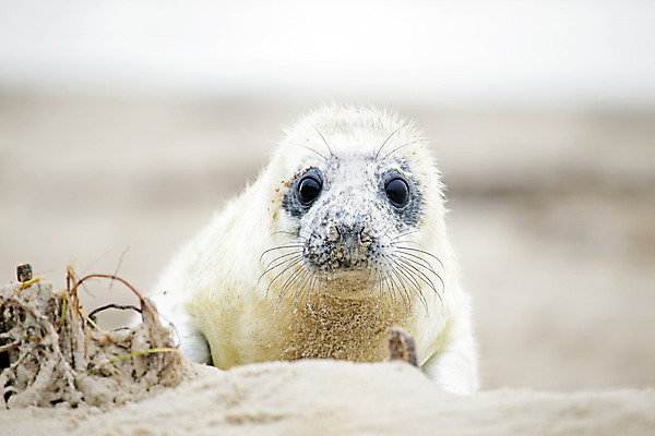 포토 JPG 해외이미지 동물 모래 바다 포유류 자연 놀이 털 앉기 사람없음 야외 모래사장 흰색 아기 신생아 입 해조류 강아지 물개 모래언덕 호기심 지느러미 내추럴 기어가기 해외202004 해외포토 감정 컬러 컨셉 모션 사람 신체부위 반려동물 바다동물 해양식물 개 언덕 생태계 파일형식 이미지허브