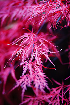 포토 JPG 해외이미지 나무 식물 백그라운드 단풍 잎 패턴 자연 추상 사람없음 야외 초록색 햇빛 환경 봄 성장 나뭇가지 신선 선택 숲 질감 생물학 전경 해외202004 해외포토 계절 교육 컬러 컨셉 무늬 풍경 태양 생태계 파일형식 탑뷰 이미지허브