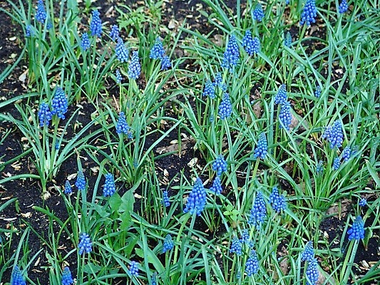 포토 JPG 해외이미지 식물 계절 공원 꽃잎 꽃 줄기 꽃다발 백그라운드 잎 꽃무늬 밭 자연 포도 부활절 사람없음 야외 초록색 여름 파란색 컬러풀 태양 정원 보라색 봄 활발 성장 벚꽃 흰색 신선 4월 원예 화단 해외202004 해외포토 자연요소 공공시설 기념일 컬러 컨셉 무늬 농업 과일 취미 날짜 생태계 파일형식 이미지허브