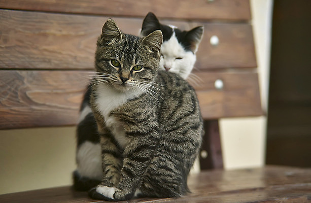 포토 JPG 해외이미지 동물 사람없음 고양이 모피 해외202004 해외포토 포유류 반려동물 파일형식 이미지허브