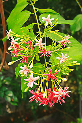 포토 JPG 해외이미지 꽃 분홍색 사람없음 장식 정원 약초 향기 해외202004 해외포토 식물 컬러 풀_식물 냄새 파일형식 이미지허브