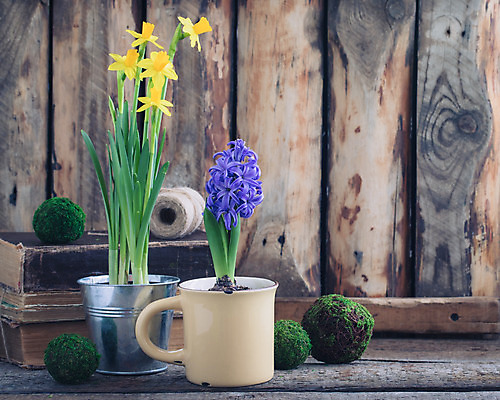 포토 JPG 해외이미지 식물 계절 여자 꽃 백그라운드 잎 꽃무늬 밭 자연 엄마 부활절 사람없음 야외 장식 책 컵 초록색 파란색 컬러풀 노란색 정원 보라색 봄 활발 벚꽃 나뭇가지 시골 신선 신용카드 우아함 냄비 다발 심볼 원예 수선화 내추럴 고립 히아신스 해외202004 해외포토 나무 식기 기념일 컬러 컨셉 무늬 농업 가족 사람 취미 금융 솥 생태계 파일형식 이미지허브
