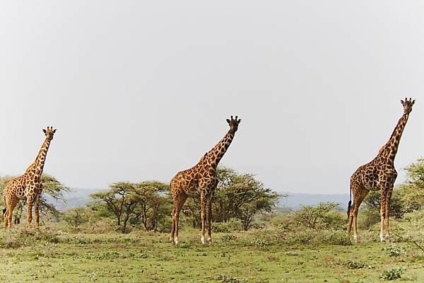포토 JPG 해외이미지 동물 한마리 야생동물 포유류 아프리카 자연 동물원 사람없음 야외 세로 파란색 관광지 컬러풀 큼 기린 사파리 5 단아함 대가리 사바나 웅장함 초식 탄자니아 평야 해외202004 해외포토 1 나라 컬러 여행 숫자 크기 생태계 파일형식 이미지허브