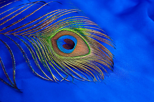 포토 JPG 해외이미지 동물 백그라운드 자연 조류 사람없음 파란색 컬러풀 흰색 황금 우아함 공작 깃털 묘사 솜털 고립 지도책 해외202004 해외포토 컬러 컨셉 책 생태계 파일형식 이미지허브