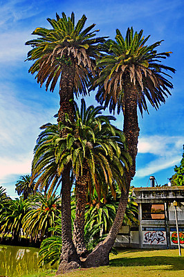 포토 JPG 해외이미지 나무 공원 호수 파도 여행 자연 조류 하늘 거리 어류 풍경 사람없음 야외 건물 장식 초록색 물 햇빛 태양 반사 평화 탑 맑음 수영 침묵 에너지 가을 예수 보트 역사 보호 숲 포르투갈 군용 백조 장면 내추럴 신트라 옛날 해외202004 해외포토 자연요소 식물 동물 건축물 계절 공공시설 유럽 바다 컬러 컨셉 배_교통 날씨 군대 수중동물 소리 수상스포츠 신_종교 생태계 파일형식 이미지허브