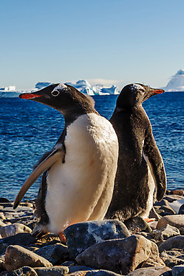 포토 JPG 해외이미지 동물 커플 야생동물 바다 섬 여행 2 겨울 자연 조류 동물원 서기 사람없음 야외 물 반려동물 냉동 얼음 검은색 추위 흰색 그룹 황무지 남극 북극 깃털 펭귄 부리 지역 암초 온도 남쪽 식민지 해외202004 해외포토 자연요소 계절 컬러 관계 모션 극지방 방향 생태계 파일형식 이미지허브