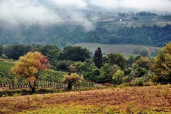 포토 JPG 해외이미지 나무 구름 자연 아침 산 풍경 사람없음 야외 이탈리아 안개 가을 농촌 고독 언덕 토스카나 해외202004 해외포토 주간 자연요소 식물 계절 감정 유럽 날씨 시골 생태계 파일형식 이미지허브