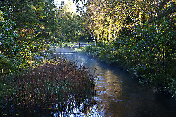 포토 JPG 해외이미지 잎 자연 아침 낚시 갈대 어류 사람 풍경 사람없음 야외 물 강 컬러풀 안개 가을 개울 어부 연어 해외202004 해외포토 주간 자연요소 식물 직업 계절 컬러 레저 날씨 수중동물 생태계 파일형식 이미지허브