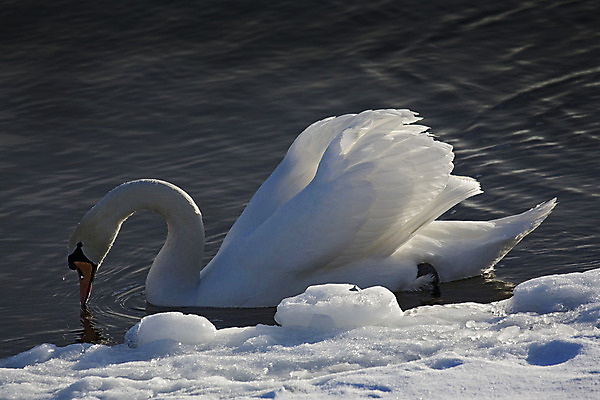 포토 JPG 해외이미지 동물 호수 물결 야생동물 여행 컨셉 2 날개 자연 조류 사람없음 야외 옆모습 물 빛 반려동물 강 반사 평화 얼음 수영 침묵 고요 흰색 연못 신선 우아함 순수 깃털 백조 지역 목 내추럴 단아함 해외202004 해외포토 자연요소 뷰포인트 컬러 신체부위 소리 수상스포츠 생태계 파일형식 이미지허브