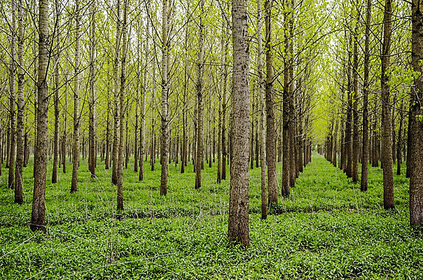 포토 JPG 해외이미지 주간 나무 식물 백그라운드 잎 농업 자연 건조 풍경 사람없음 야외 목재 세로 성장 변화 숲 내추럴 배수구 땅바닥 밭일 줄서기 해외202004 해외포토 자연요소 산업 컨셉 재료 모션 바닥 생태계 파일형식 이미지허브