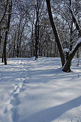 포토 JPG 해외이미지 나무 식물 계절 공원 백그라운드 겨울 자연 날씨 그림자 풍경 사람없음 야외 냉동 얼음 검은색 하이킹 추위 덮개 흰색 숲 시원함 서리 장면 부드러움 흐림 내추럴 불가리아 눈내림 해외202004 해외포토 자연요소 공공시설 컬러 레저 눈_날씨 뚜껑 감각 생태계 파일형식 남유럽 이미지허브