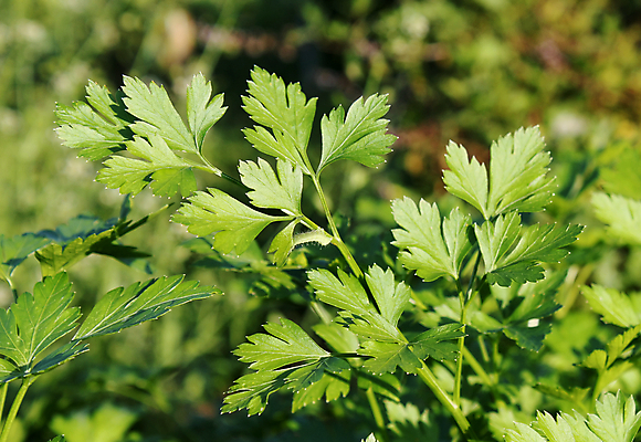 포토 JPG 해외이미지 문화 지구 음식 밭 농업 재료 자연 파슬리 건강 사람없음 환경 수확 시골 신선 업무 조미료 시장 먹기 유기농 생태계 원예 생물학 아로마 부활 향 내추럴 바이오 밭일 사실 생태학 영양분 진짜 채식주의자 평야 공급 그리너리 해외202004 해외포토 웰빙 교육 산업 채소 모션 취미 작업 채식 향미료 파일형식 트랜드컬러 이미지허브