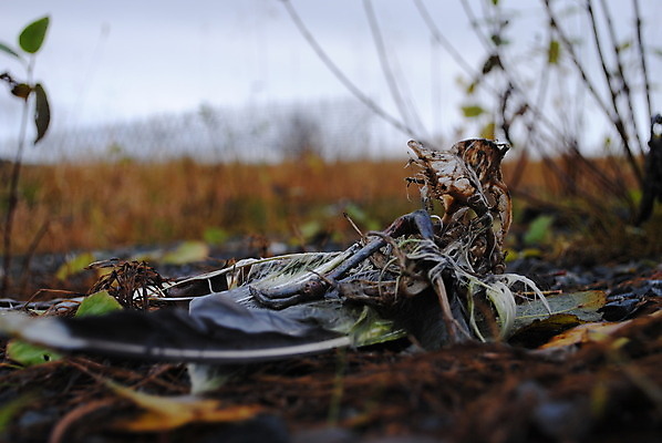 포토 JPG 해외이미지 조류 사람없음 해외202004 해외포토 동물 파일형식 이미지허브