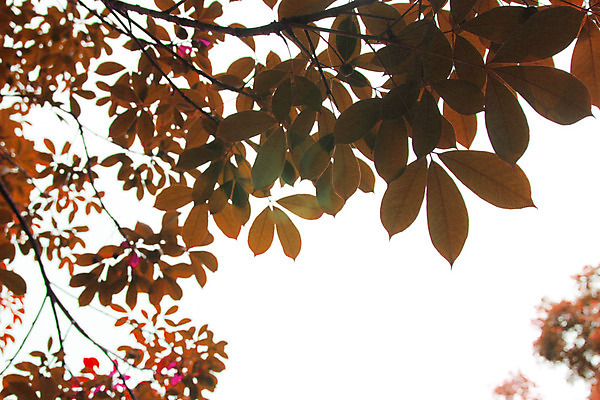 포토 JPG 해외이미지 나무 식물 배너 계절 포스터 백그라운드 잎 자연 추상 사람없음 야외 빨간색 초록색 우주 환경 봄 활발 성장 덮개 나뭇가지 신선 선택 숲 에코 내추럴 생태학 해외202004 해외포토 교육 컬러 컨셉 무늬 뚜껑 생태계 파일형식 이미지허브