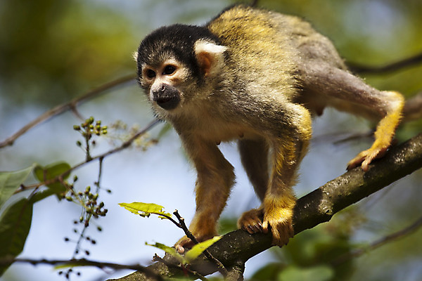 포토 JPG 해외이미지 나무 야생동물 잎 포유류 동물원 사람없음 야외 가로 초록색 갈색 노란색 검은색 나뭇가지 원숭이 해외202004 해외포토 식물 동물 컬러 파일형식 이미지허브