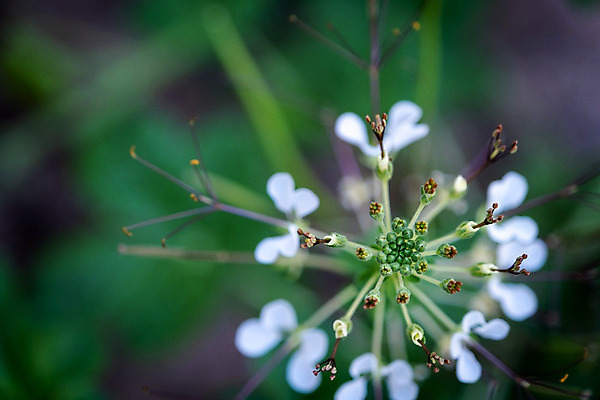 포토 JPG 해외이미지 나무 식물 꽃잎 꽃 음식 곤충 잎 꽃무늬 채소 과일 자연 포도 생물 사람없음 야외 물 새싹 정원 들꽃 벚꽃 껍질 양념 개화 수분 허브 완두콩 피클 꽃가루 딜 아네모네 제라늄 해외202004 해외포토 자연요소 동물 무늬 콩 가루 생태계 절임 파일형식 이미지허브