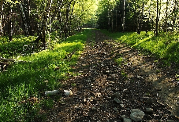 포토 JPG 해외이미지 자연 아침 산 풍경 사람없음 가로 초록색 빛 봄 숲 자작나무 폴란드 루트 선로 해외202004 해외포토 주간 나무 계절 유럽 컬러 생태계 파일형식 이미지허브