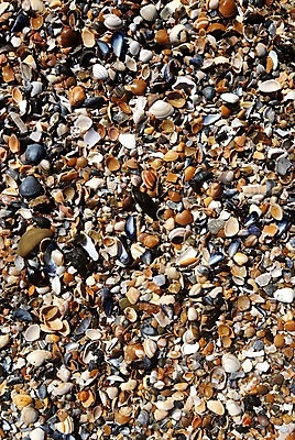 포토 JPG 해외이미지 유럽 모래 바다 백그라운드 컨셉 패턴 자연 놀이 조류 추상 휴가 조개 휴식 사람없음 물 모래사장 태양 갈색 노란색 평화 검은색 껍질 낟알 홍수 묘사 질감 조용 엘리먼트 지질학 해외202004 해외포토 자연요소 동물 교육 나라 컬러 무늬 어패류 자연재해 생태계 파일형식 이미지허브