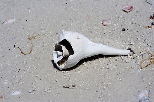 포토 JPG 해외이미지 모양 모래 파도 바다 여행 백그라운드 패턴 자연 벽지 조류 표면 추상 휴가 조개 생물 따뜻함 사람없음 야외 물 여름 모래사장 여행객 수영 산책 젖음 껍질 거친 산호 묘사 질감 가리비 발견 내추럴 특별함 해외202004 해외포토 자연요소 동물 계절 컨셉 무늬 어패류 휴식 사람 수상스포츠 자포동물 생태계 파일형식 이미지허브