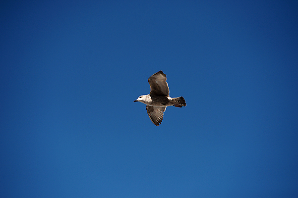 포토 JPG 해외이미지 동물 구름 야생동물 바다 여행 포즈 백그라운드 날개 자연 갈매기 조류 하늘 휴가 항해 풍경 사람없음 물 여름 파란색 태양 우주 펼침 자유 흰색 비행 닫기 강의 깃털 부리 고립 골 수평선 해외202004 해외포토 자연요소 계절 컬러 컨셉 배_교통 모션 생태계 파일형식 이미지허브