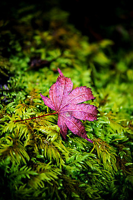 포토 JPG 해외이미지 나무 식물 계절 공원 실루엣 도로 여행 백그라운드 무지개 잎 패턴 자연 하늘 지붕 휴식 풍경 사람없음 빨간색 파란색 빛 컬러풀 햇빛 태양 정원 일본 활발 덮개 가을 나뭇가지 신선 보행로 닫기 숲 그늘 오솔길 강렬 해외202004 해외포토 자연요소 공공시설 아시아 길 컬러 컨셉 무늬 교통시설 모션 촬영기법 뚜껑 생태계 파일형식 이미지허브