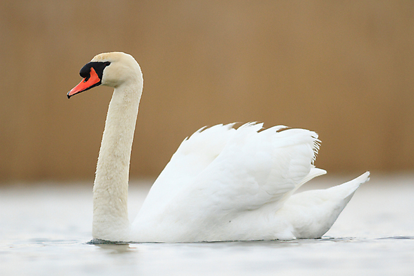 포토 JPG 해외이미지 주간 한마리 호수 사람없음 야외 백조 해외202004 해외포토 자연요소 1 조류 파일형식 이미지허브