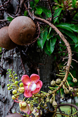 포토 JPG 해외이미지 나무 식물 꽃잎 꽃 분홍색 꽃무늬 공 태국 자연 사람없음 빨간색 초록색 여름 컬러풀 노란색 정원 봄 벚꽃 신선 개화 닫기 숲 냄새 아로마 꽃가루 상록수 대포 해외202004 해외포토 계절 아시아 무기 컬러 무늬 모션 가루 생태계 파일형식 이미지허브