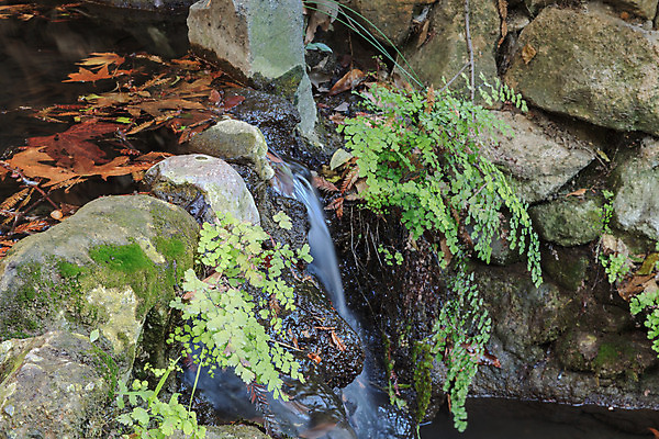 포토 JPG 해외이미지 식물 자국 자연 휴식 천사 건강 사람없음 초록색 물 미국 침묵 봄 폭포 하이킹 연못 신선 캘리포니아 로스앤젤레스 양치류 해외202004 해외포토 자연요소 계절 컬러 컨셉 북아메리카 레저 소리 생태계 파일형식 이미지허브