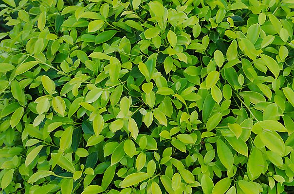 포토 JPG 해외이미지 식물 템플릿 디자인 백그라운드 잎 패턴 사람없음 목재 초록색 빛 봄 떨어짐 작음 유기농 질감 내추럴 인공 많음 해외202004 해외포토 나무 웰빙 계절 컬러 컨셉 무늬 재료 크기 파일형식 이미지허브