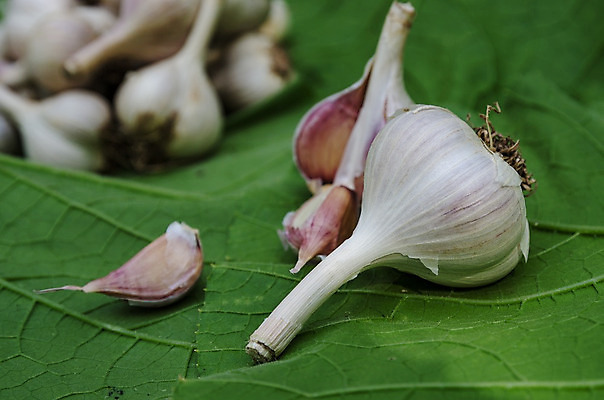 포토 JPG 해외이미지 식물 계절 음식 백그라운드 농업 채소 재료 자연 양파 건강 마늘 관리 요리 사람없음 빨간색 초록색 여름 머리 주방 정원 수확 신선 그룹 선택 냄비 상품 작음 에코 유기농 뿌리 시트 내추럴 원예사 정물화 채식주의자 해외202004 해외포토 직업 웰빙 산업 컬러 컨셉 신체부위 환경 솥 크기 그림 생태계 채식 파일형식 이미지허브
