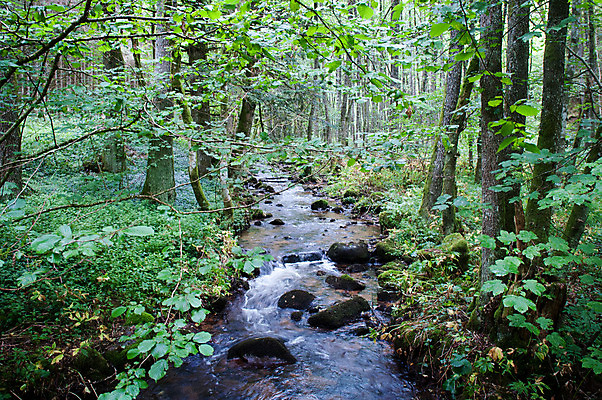 포토 JPG 해외이미지 나무 식물 여행 잎 모션 자연 독일 이끼 풍경 사람없음 야외 초록색 물 강 검은색 어둠 침묵 봄 젖음 흐름 신선 액체 숲 장면 분무기 지역 내추럴 삼림지대 해외202004 해외포토 자연요소 계절 유럽 컬러 컨셉 소리 생태계 파일형식 이미지허브