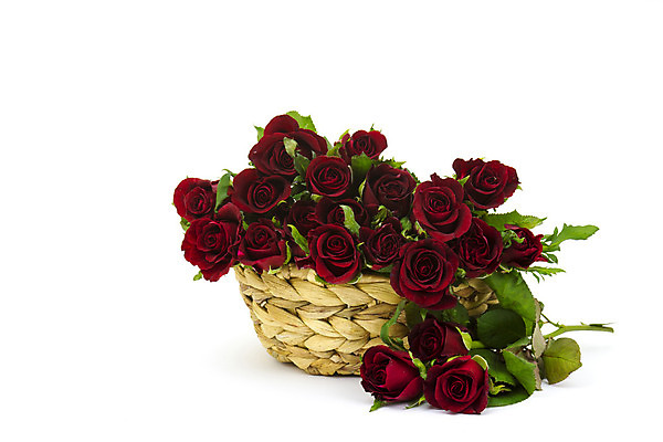 포토 JPG 해외이미지 식물 기념일 꽃잎 꽃 꽃다발 백그라운드 잎 꽃무늬 자연 벽지 결혼식 엄마 발렌타인데이 선물 사랑 사람없음 장식 빨간색 장미 바구니 귀여움 정원 보라색 축제 성장 흰색 축하 신선 생일 개화 의식 다발 순수 기회 향기 냄새 열정 카피스페이스 해외202004 해외포토 감정 컬러 결혼 컨셉 무늬 가족 데이이벤트 이벤트 공백 생태계 파일형식 이미지허브