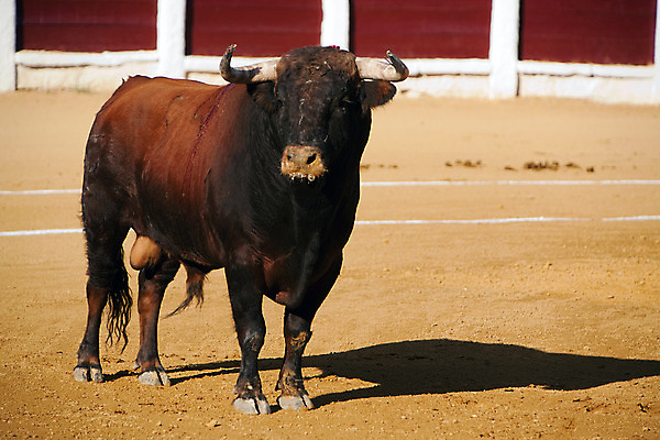 포토 JPG 해외이미지 동물 전통 문화 사람없음 축제 공연 축하 용기 자신감 위험 황소 싸움 민화 스페인어 투우장 해외202004 해외포토 그릇 감정 컨셉 모션 이벤트 소 그림 투우 파일형식 이미지허브