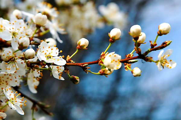 포토 JPG 해외이미지 나무 식물 계절 꽃 행복 밭 채소 과일 자연 하늘 휴식 사람없음 파란색 햇빛 평화 정원 봄 활발 벚꽃 흰색 나뭇가지 개화 사과 4월 5월 심볼 생물학 세련 해외202004 해외포토 교육 감정 컬러 컨셉 농업 태양 날짜 생태계 파일형식 이미지허브