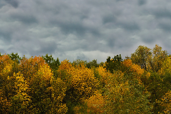 포토 JPG 해외이미지 나무 구름 잎 자연 하늘 날씨 풍경 사람없음 야외 목재 빛 노란색 일출 침묵 회색 가을 그리기 매끈함 숲 흐림 수평선 해외202004 해외포토 자연요소 식물 계절 컬러 재료 모션 노을 소리 감각 생태계 파일형식 이미지허브