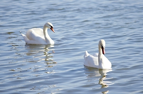 포토 JPG 해외이미지 주간 호수 두마리 사람없음 야외 백조 해외202004 해외포토 자연요소 2 조류 파일형식 이미지허브