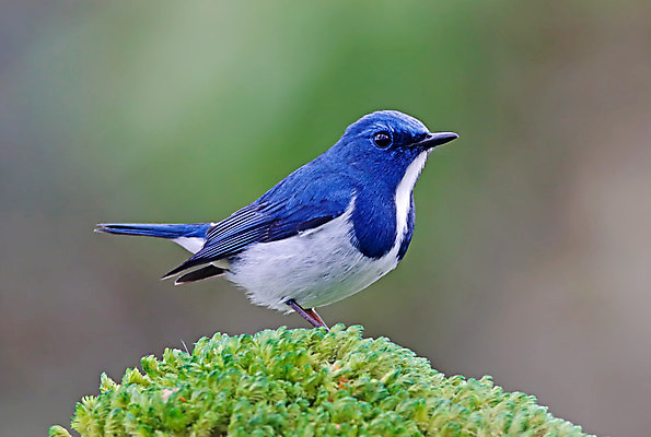 포토 JPG 해외이미지 나무 동물 여자 남자 아시아 얼굴 야생동물 백그라운드 날개 자연 조류 사람없음 야외 목재 가로 초록색 컬러풀 머리 환경 나뭇가지 막대기 닫기 숲 깃털 꼬리 부리 서식지 생태학 이국적 해외202004 해외포토 식물 교육 나라 컬러 재료 모션 사람 신체부위 생태계 파일형식 이미지허브