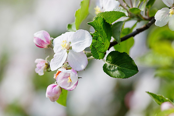 포토 JPG 해외이미지 나무 식물 계절 꽃잎 꽃 분홍색 백그라운드 잎 꽃무늬 과일 자연 사람없음 야외 초록색 컬러풀 정원 봄 성장 벚꽃 흰색 나뭇가지 개화 사과 과수원 묘사 내추럴 해외202004 해외포토 컬러 무늬 농업 생태계 파일형식 이미지허브