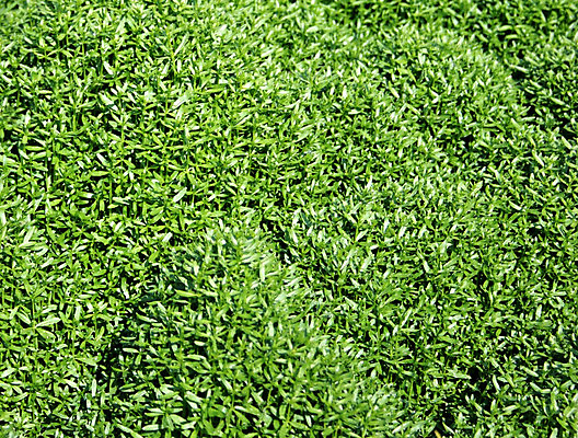 포토 JPG 해외이미지 식물 공원 백그라운드 잎 패턴 밭 자연 추상 건강 잔디 사람없음 야외 초록색 햇빛 환경 정원 맑음 봄 카펫 활발 성장 신선 칼날 땅 유기농 원예 질감 문학 내추럴 땅바닥 생태학 해외202004 해외포토 웰빙 계절 공공시설 교육 컬러 컨셉 무늬 농업 날씨 바닥 취미 태양 생태계 파일형식 이미지허브