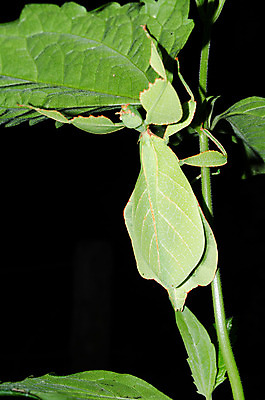 포토 JPG 해외이미지 나무 식물 동물 야생동물 곤충 잎 절지류 자연 종류 사람없음 초록색 컬러풀 걷기 놀람 다양 황무지 숲 열대우림 생태계 떠남 해외202004 해외포토 감정 컬러 다수 모션 표정 파일형식 이미지허브